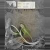 plant/Alocasia Venom Tissue Culture Grower's Choice-0-thumbnail