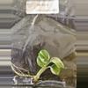plant/Monstera Borsigiana Albo Tissue Culture Grower's Choice-0-thumbnail