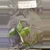plant/Monstera Borsigiana Albo Tissue Culture Grower's Choice-3-thumbnail