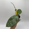 plant/AH 026-0-thumbnail