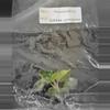 plant/Philodendron Billietiae Variegated TC Grower's Choice-0-thumbnail