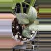 plant/PL260: Lacunosa Green Flame-0-thumbnail