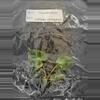 plant/Philodendron Billietiae Variegated TC Grower's Choice-4-thumbnail