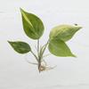 plant/Seller's Choice! Seller's choice Variegated Philodendron Mican TC in bag-0-thumbnail