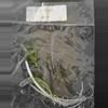 plant/Alocasia Venom Tissue Culture Grower's Choice-2-thumbnail