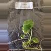 plant/Alocasia Sinuata Aurea Variegated TC Grower's Choice-0-thumbnail