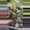 plant/PL266: Peperomia Silver Dollar Coins-0-thumbnail