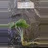 plant/Alocasia Sinuata Aurea Variegated TC Grower's Choice-3-thumbnail