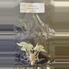 plant/Alocasia Cuprea Mint Pink Variegated Tissue Culture Grower's Choice-1-thumbnail