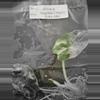 plant/Alocasia Baginda Dragon Scale Albo Tissue Cultures Grower's Choice-0-thumbnail