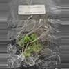 plant/Philodendron Billietiae Variegated TC Grower's Choice-2-thumbnail