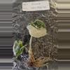 plant/Alocasia Melo Albo Variegated TC Grower's Choice-4-thumbnail