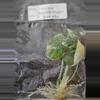 plant/Alocasia Baginda Dragon Scale Albo Tissue Cultures Grower's Choice-2-thumbnail