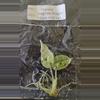 plant/Alocasia Baginda Dragon Scale Mint Tissue Culture Grower's Choice-0-thumbnail