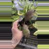 plant/PL230: sun-kissed Ganung Gading Ghost (lightly rooted)-0-thumbnail