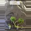 plant/Alocasia Sinuata Aurea Variegated TC Grower's Choice-2-thumbnail