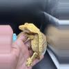 plant/Proven pair: Valentina & Victor. Valentina 41g Victor 49g-1-thumbnail
