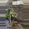 plant/Alocasia Melo Albo Variegated TC Grower's Choice-2-thumbnail