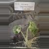 plant/Alocasia Baginda Dragon Scale Albo Tissue Cultures Grower's Choice-3-thumbnail