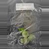 plant/Philodendron Billietiae Variegated TC Grower's Choice-1-thumbnail
