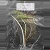 plant/Alocasia Venom Tissue Culture Grower's Choice-1-thumbnail
