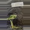plant/Alocasia Baginda Dragon Scale Mint Tissue Culture Grower's Choice-2-thumbnail
