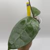 plant/AH 026-1-thumbnail