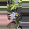 plant/PL263: AH Black Magic-0-thumbnail
