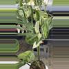 plant/PL274: Monstera Medusa-0-thumbnail