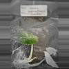 plant/Alocasia Baginda Dragon Scale Albo Tissue Cultures Grower's Choice-4-thumbnail