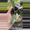 plant/PL265: Oculata Silver-0-thumbnail