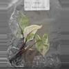 plant/Alocasia Blackstem Variegated TC Grower's Choice-4-thumbnail
