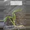 plant/Epipremnum Blizzard Variegated TC Grower's Choice-0-thumbnail