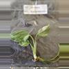 plant/Monstera Borsigiana Albo Tissue Culture Grower's Choice-2-thumbnail
