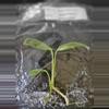 plant/Epipremnum Blizzard Variegated TC Grower's Choice-3-thumbnail