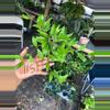 plant/HOYA VALMAYORIANA 6" 117P-0-thumbnail