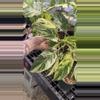 plant/PL231: Philodendron Emerald Queen-0-thumbnail