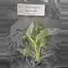 plant/Philodendron Giganteum Blizzard Tissue Culture Grower's Choice-3-thumbnail