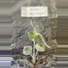 plant/Alocasia Melo Albo Variegated TC Grower's Choice-0-thumbnail