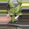 plant/PL226: Patcharawalai Splash-0-thumbnail