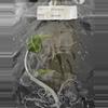 plant/Alocasia Venom Tissue Culture Grower's Choice-3-thumbnail