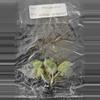 plant/Philodendron Billietiae Variegated TC Grower's Choice-3-thumbnail