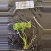 plant/Alocasia Sinuata Aurea Variegated TC Grower's Choice-4-thumbnail