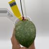 plant/Sp. Kalbar Round leaf-1-thumbnail