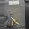 plant/Alocasia Blackstem Variegated TC Grower's Choice-1-thumbnail