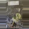 plant/Alocasia Melo Albo Variegated TC Grower's Choice-1-thumbnail