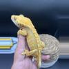 plant/Proven pair: Valentina & Victor. Valentina 41g Victor 49g-3-thumbnail