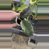 plant/PL267: Ganung Leuser ‘Minohara’-0-thumbnail