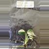 plant/Monstera Borsigiana Albo Tissue Culture Grower's Choice-1-thumbnail