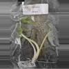 plant/Alocasia Venom Tissue Culture Grower's Choice-4-thumbnail